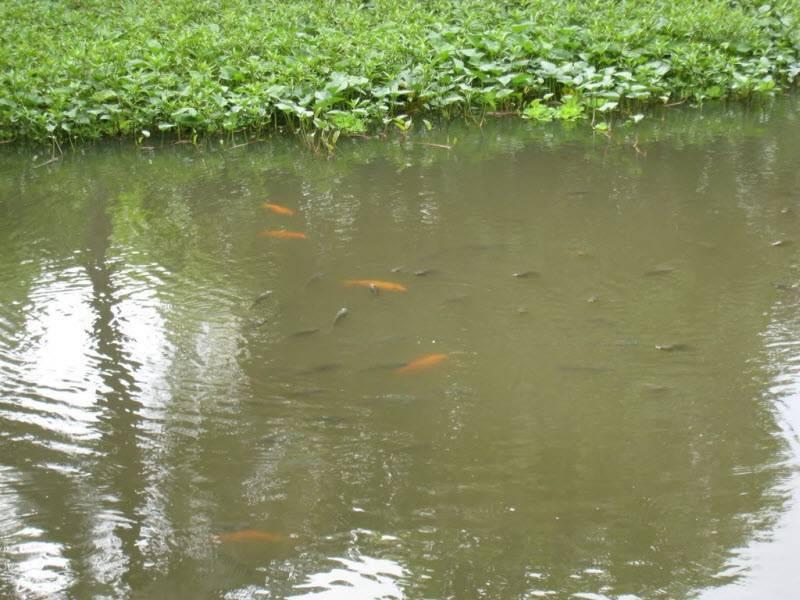 đào ao thả cá trên đất thổ cư