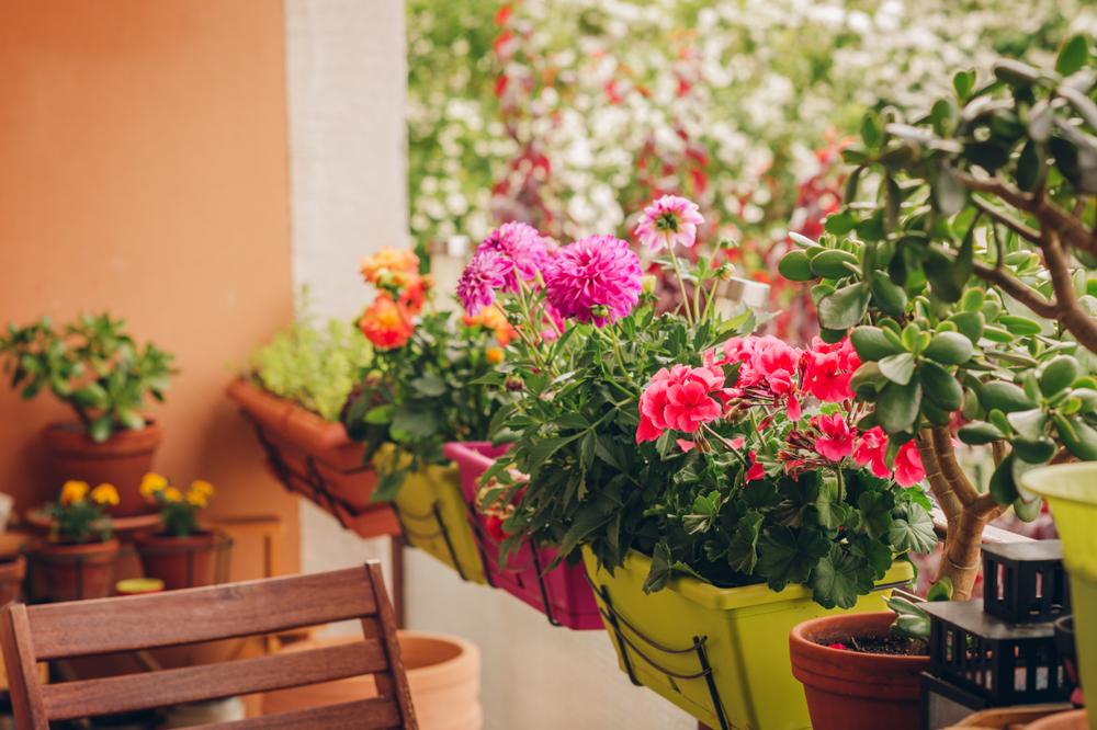 hoa trồng ban công đẹp