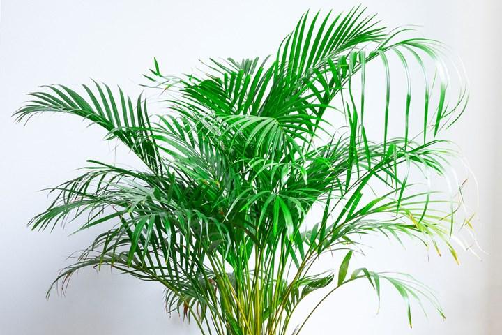 cọ lá tre