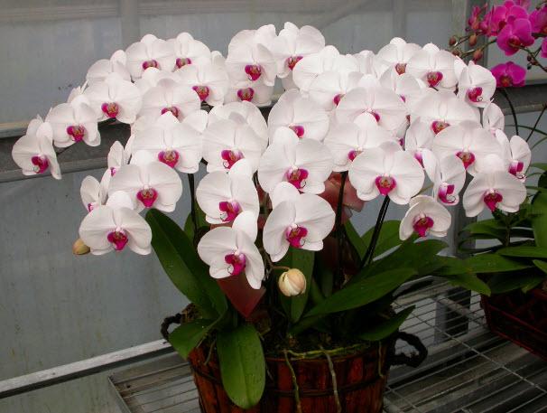 hoa phong lan