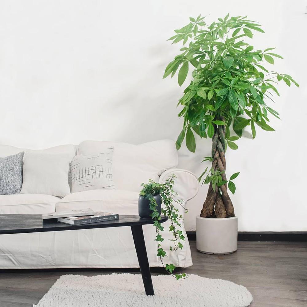 cây cảnh phong thủy trong nhà