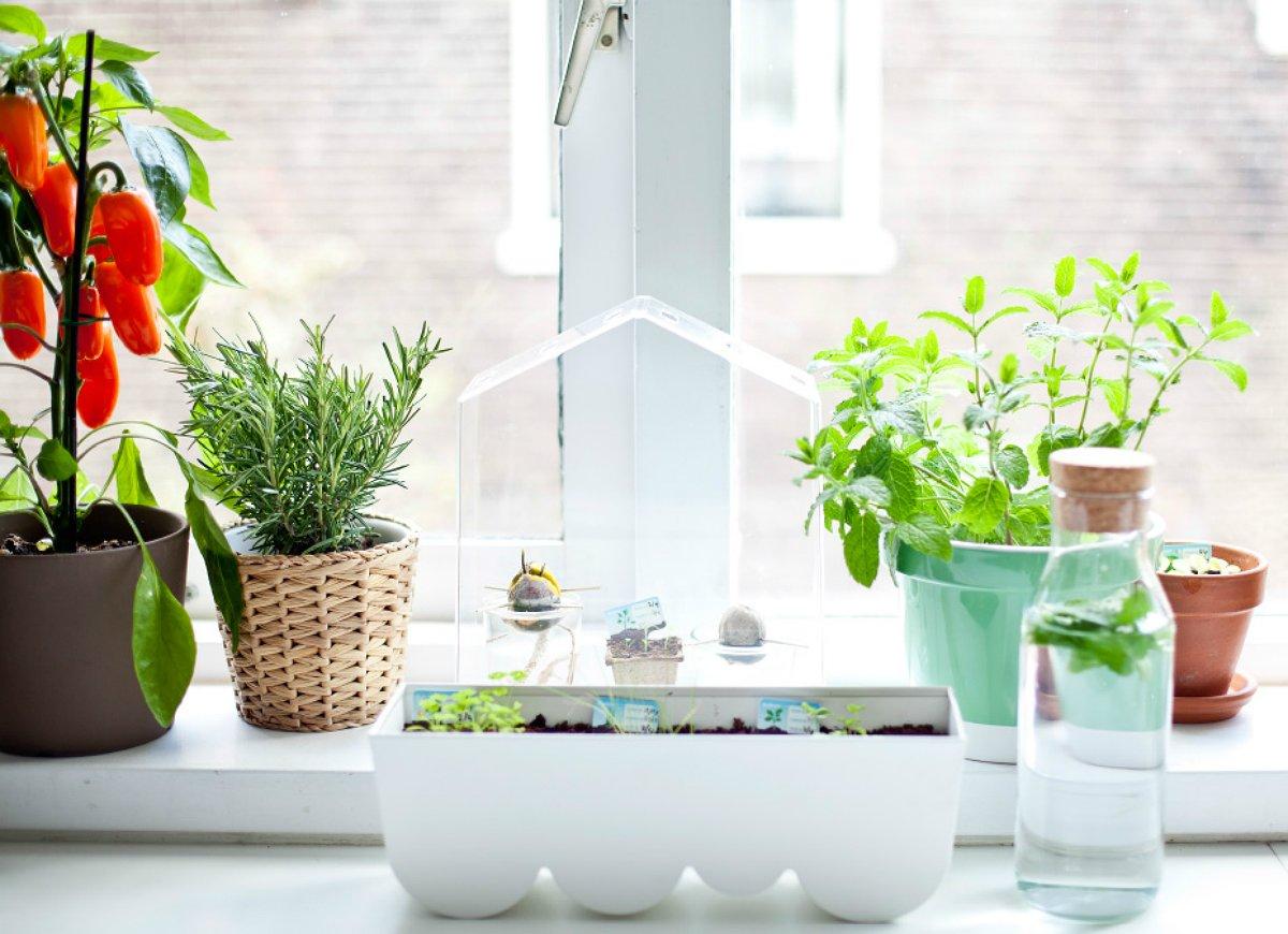 Bày trí các loại cây cảnh trên bệ cửa sổ