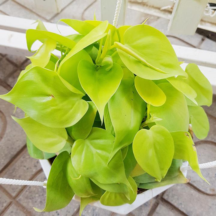 Trầu bà vàng có sắc lá phù trợ tốt cho các lãnh đạo mệnh Kim