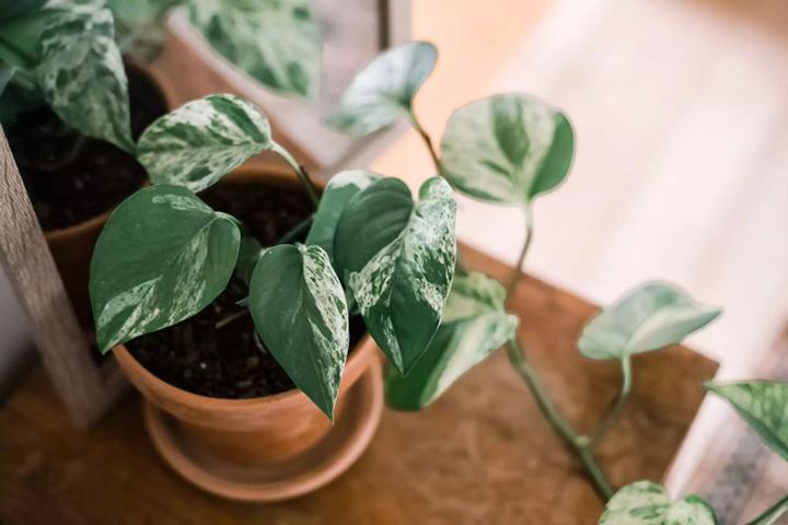 Vạn niên thanh bò hợp với người mệnh Mộc