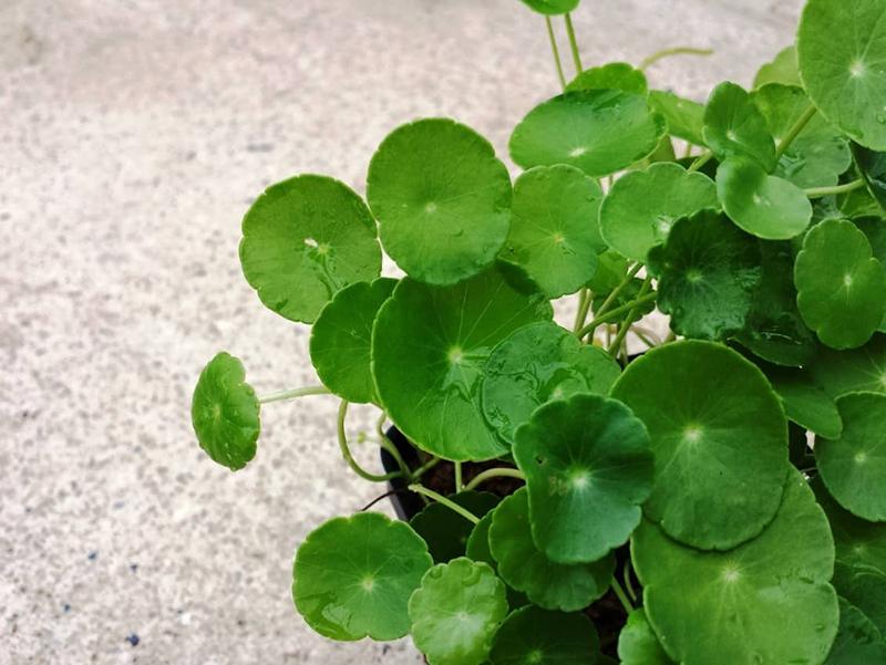 Cỏ đồng tiền hợp người mệnh Hỏa