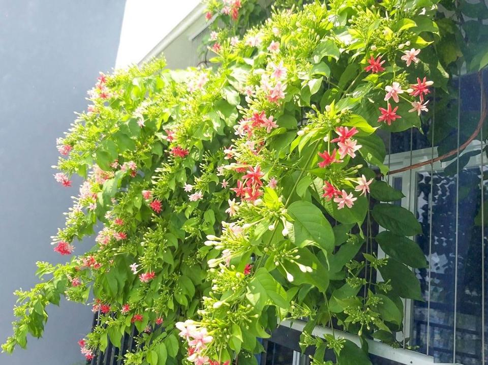 Mùi hương tỏa ra từ cây hoa giun rất dễ chịu