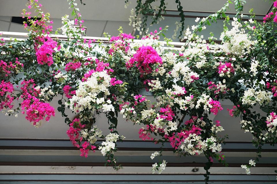 Hoa giấy là loài hoa trồng ban công chịu nắng rất tốt