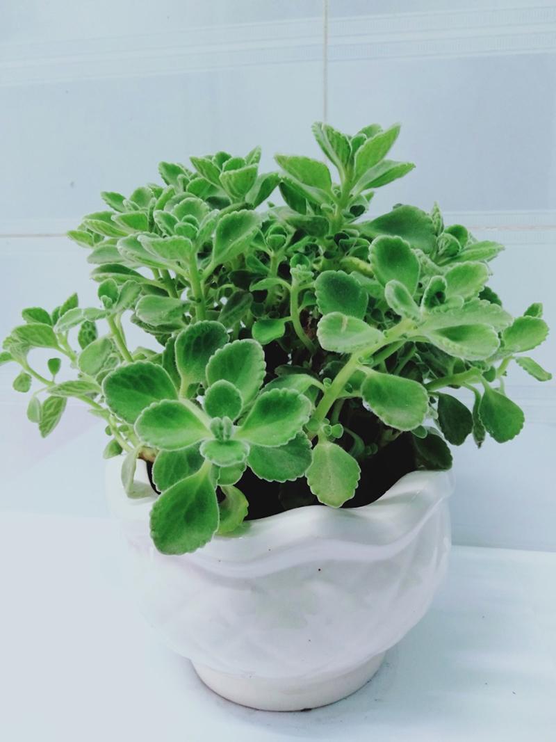 Nhất Mạt hương có mùi thơm nhẹ