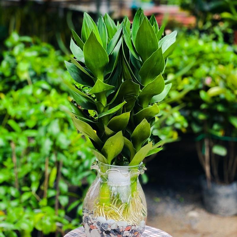 Cây Phát Tài - loại cây đẹp hợp với người mệnh Thủy