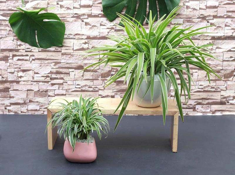 Loài cây nhỏ bé nhưng tràn đầy sức sống