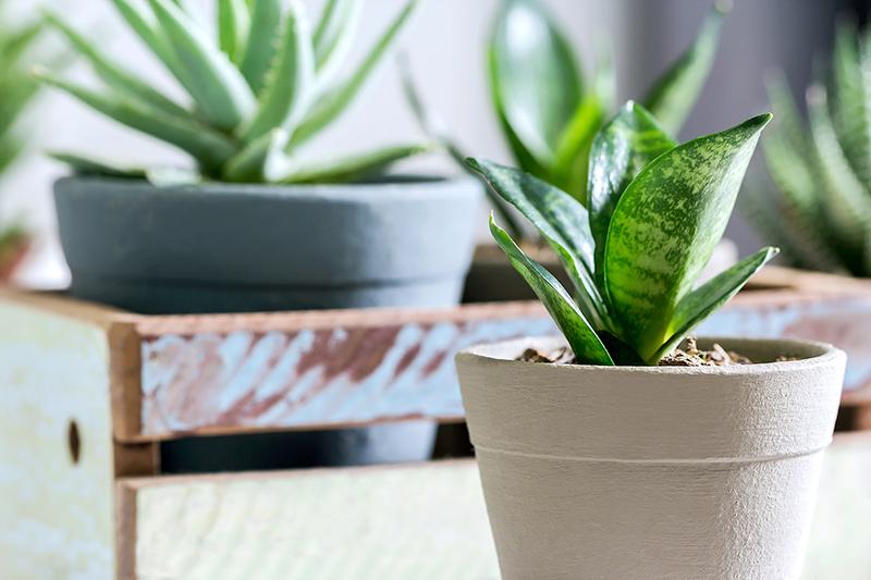 Lưỡi hổ Thái không chỉ đẹp mà còn có tác dụng lọc khí thần kỳ