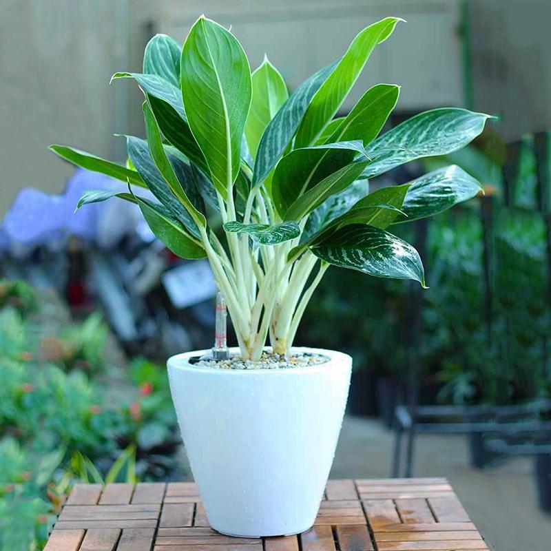 Bạch Mã Hoàng Tử vừa làm đẹp không gian, vừa làm đẹp phong thủy