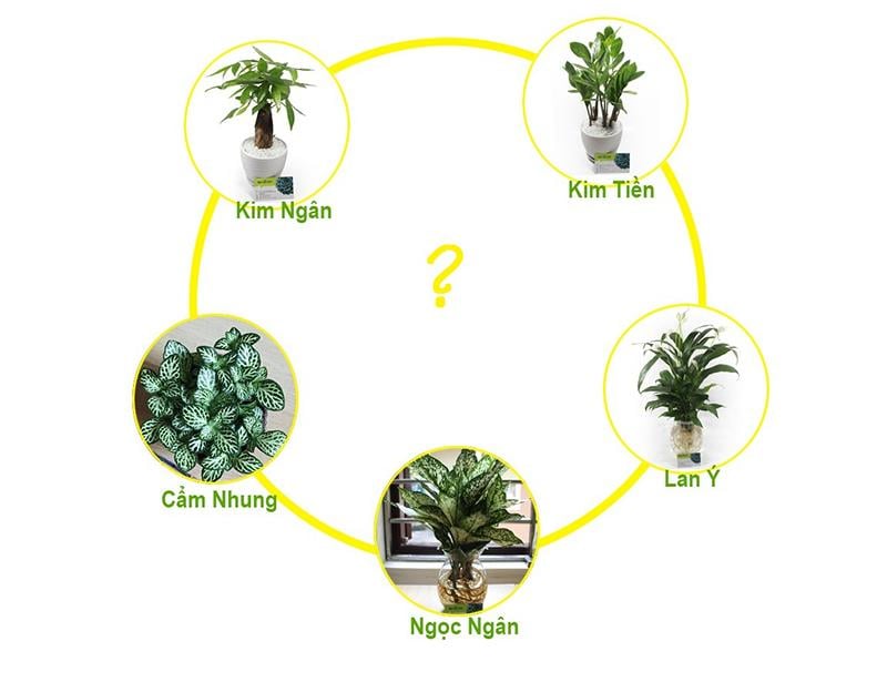 Mệnh Thủy hợp với cây cảnh gì được nhiều người tìm kiếm