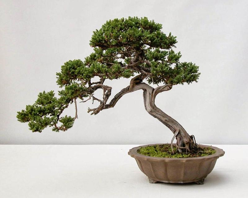 Tùng bồng lai rất hợp với người mệnh Thủy
