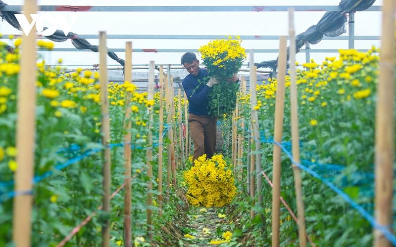 Trăm hoa đua sắc tại Làng hoa Tây Tựu