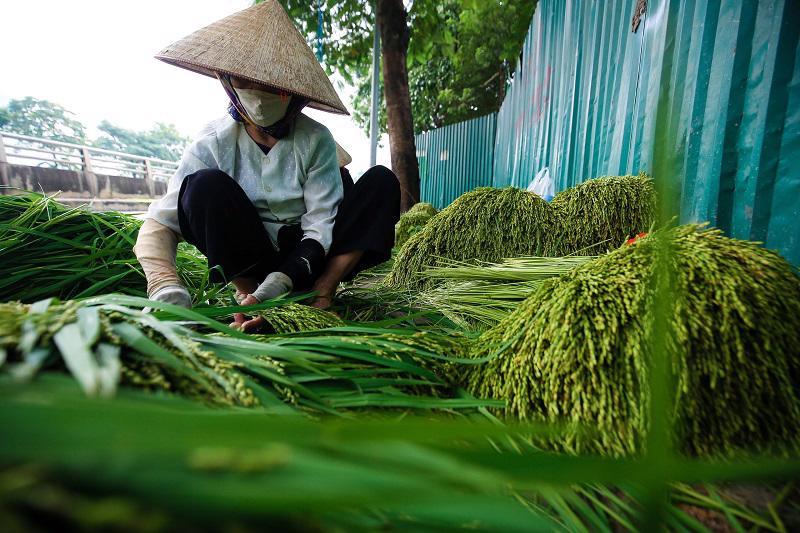 Cốm xanh rờn tại làng cốm Mễ Trì, hương vị mỗi độ thu về