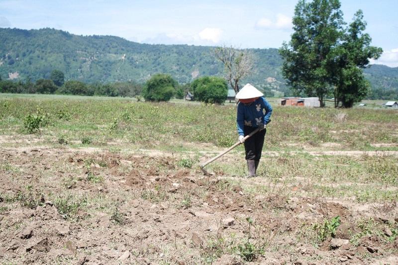 Diện tích đất nông nghiệp nhận đền bù là có hạn mức