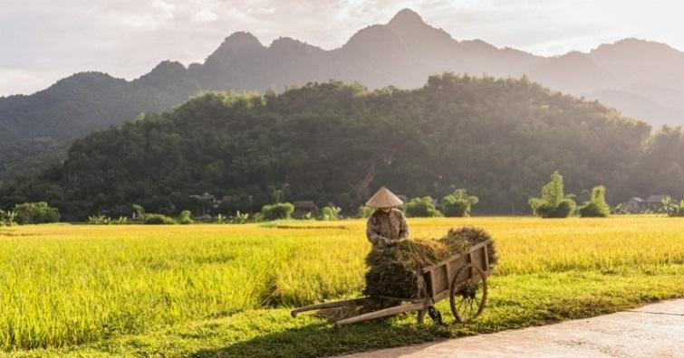  Cá nhân sử dụng đất để sản xuất nông nghiệp được thuê đất nông nghiệp 