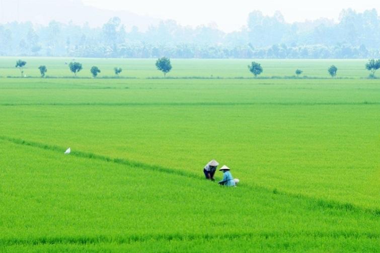  Đất trồng lúa là đất nông nghiệp