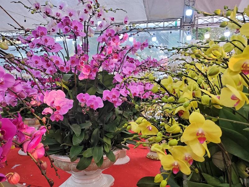 Hoa lan có nhiều chủng loại, màu sắc lại ý nghĩa tốt đẹp