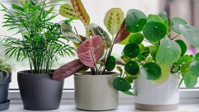  Sự đa dạng có thể đến từ việc thay đổi màu sắc, hình dáng của chậu trồng cây