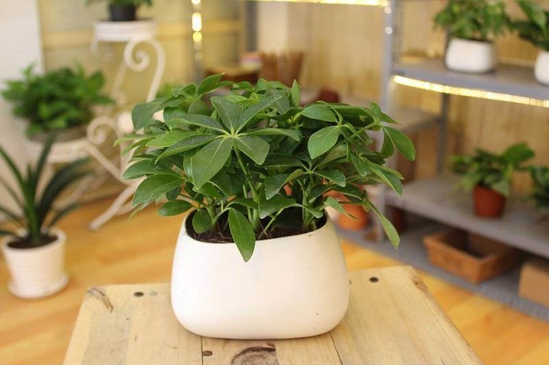  Ngũ gia bì còn có thể giúp bạn đuổi muỗi