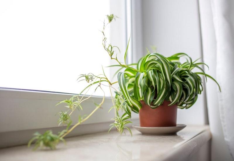 Cây dây nhện vừa có thể khử khí độc lại vừa tạo sự trang nhã