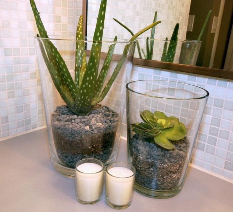 Cây lô hội để trong phòng tắm