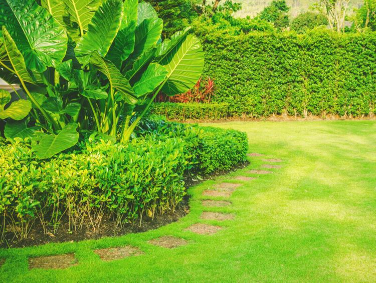 khu vườn đơn sắc