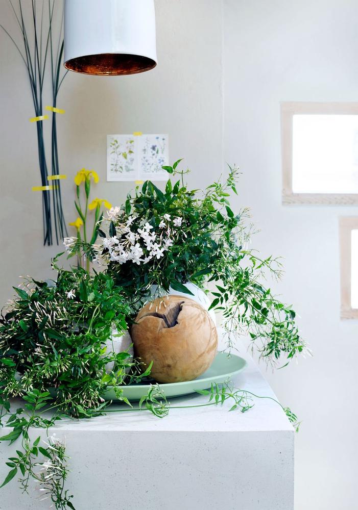 chậu hoa lài đặt trên bàn