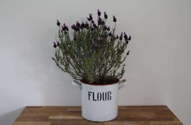 chậu hoa oải hương nhỏ đặt trên bàn