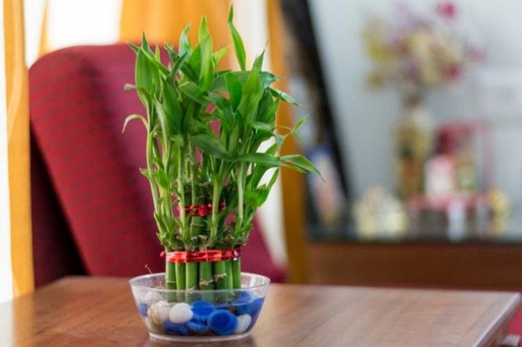 chậu cây phát tài