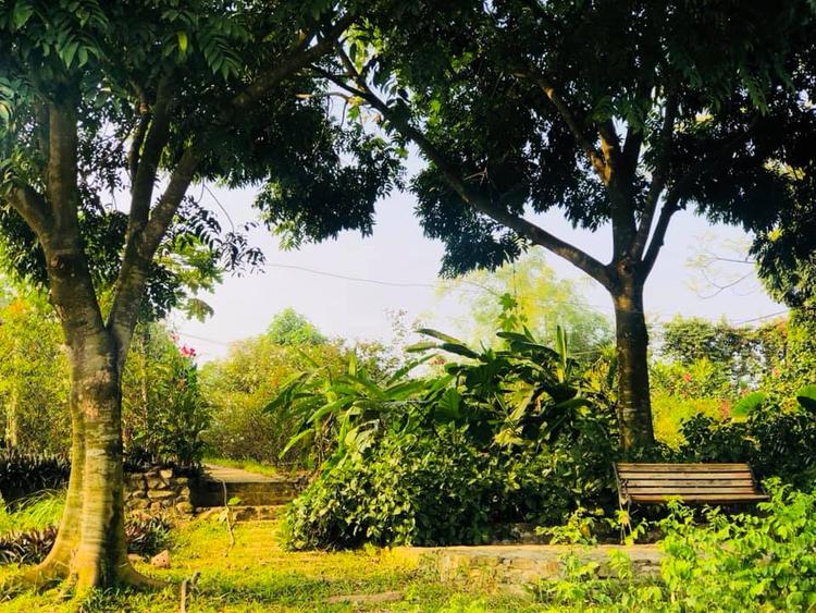 Khu vườn nhiều cây xanh