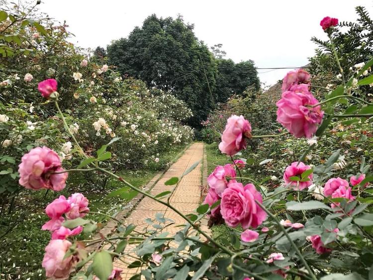 Vườn hoa hồng