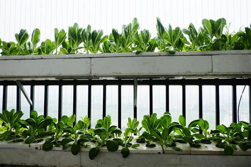 rau trồng ban công