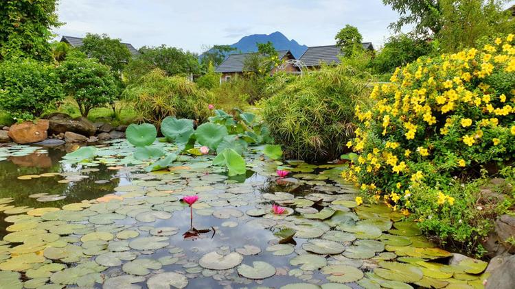 Hồ sen nhỏ trước nhà