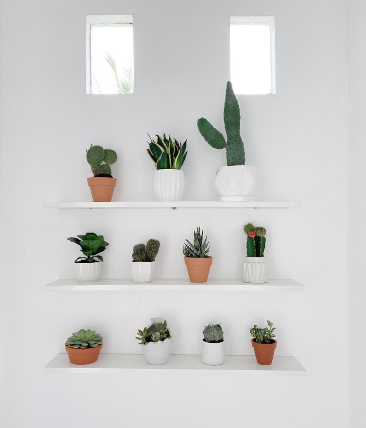 chậu cây được xếp trên kệ 3 tầng