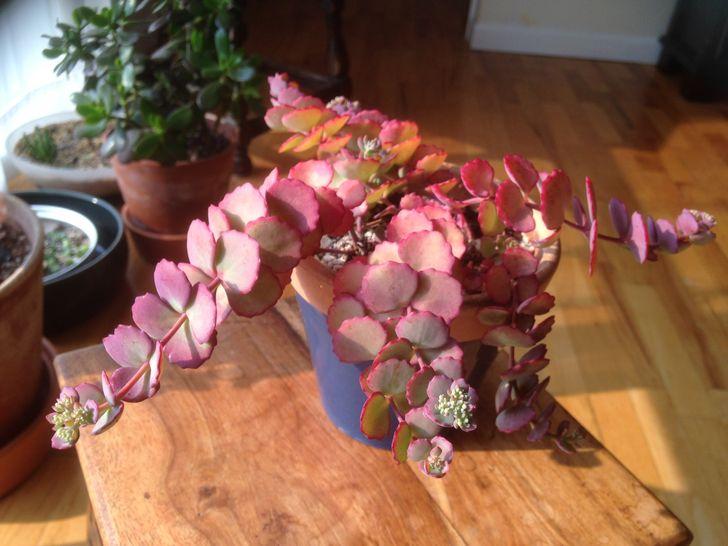 Cây thụy hương tháng 10