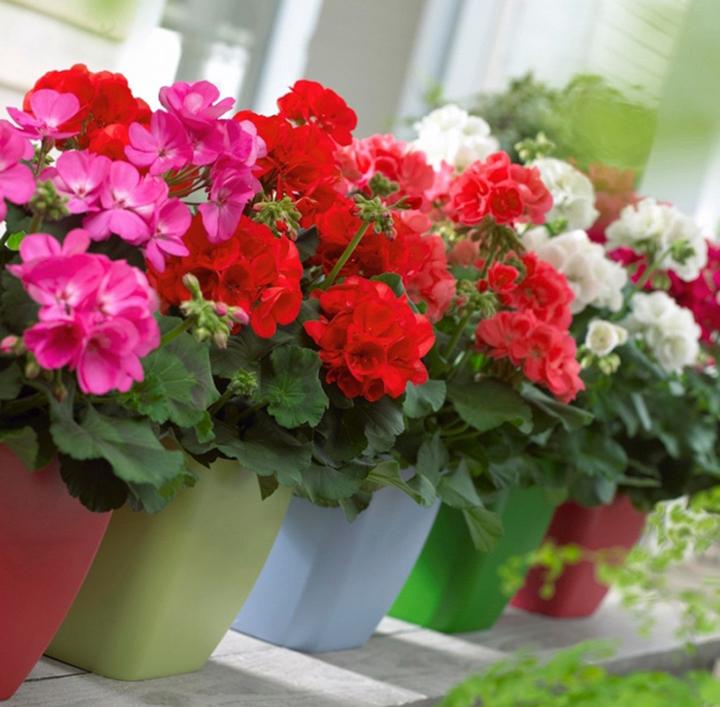 Các chậu hoa phong lữ