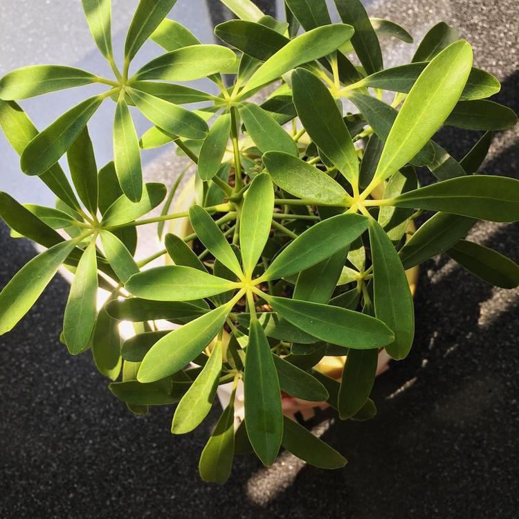 Cây ngũ gia bì có ánh nắng chiếu vào