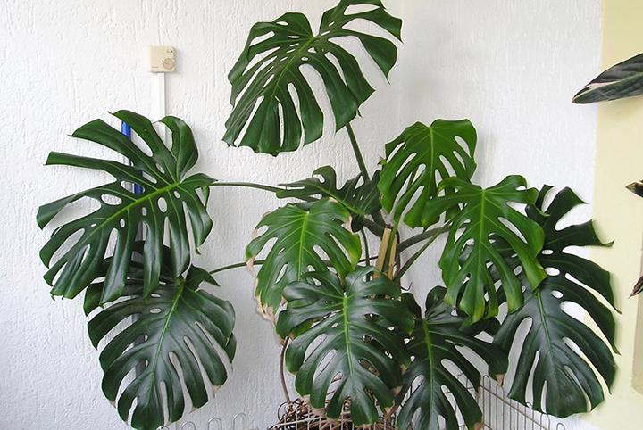 cây Trầu bà xẻ lá