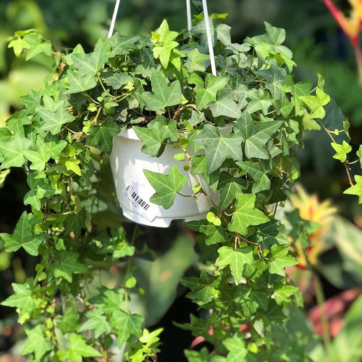 Cây thường xuân