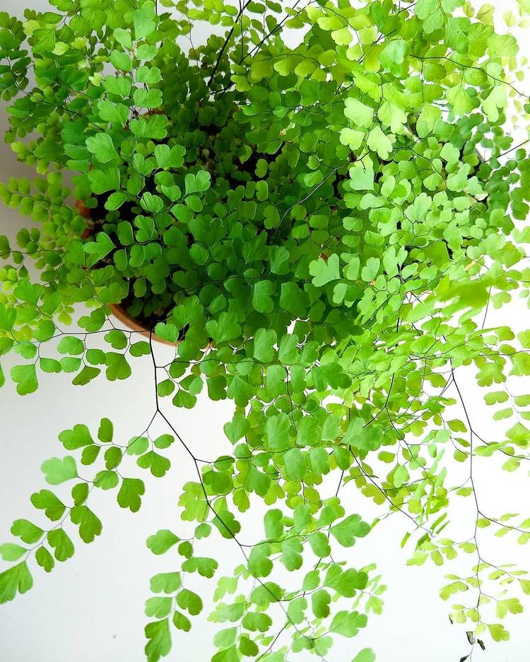 Tóc thần vệ nữ