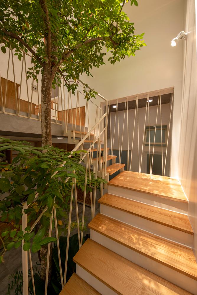 Cây khế trồng ở giếng trời.