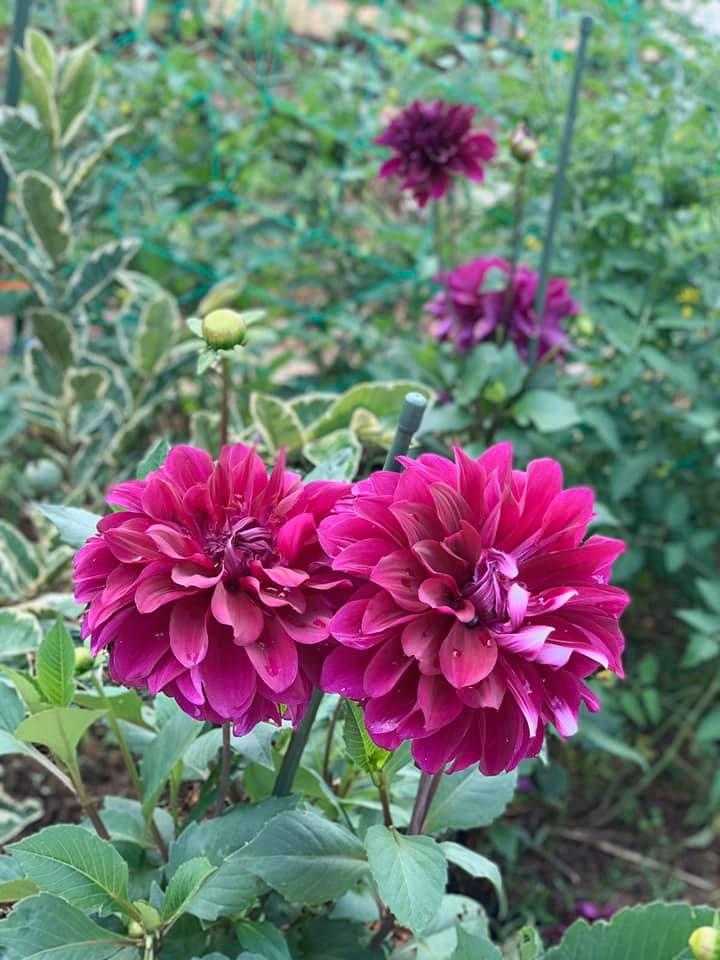 Hoa thược dược