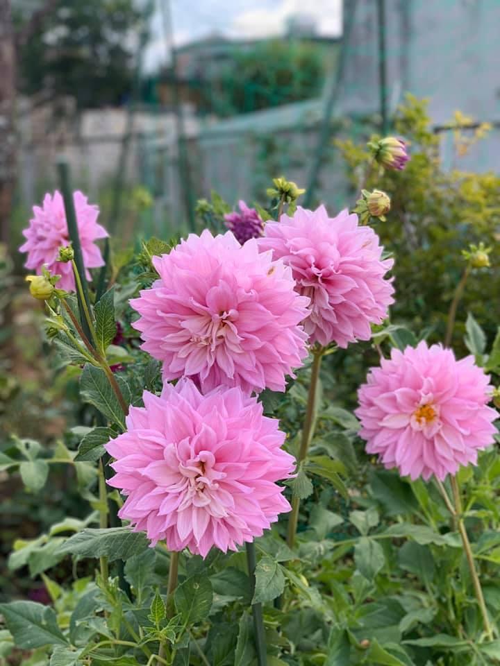 Hoa thược dược hồng