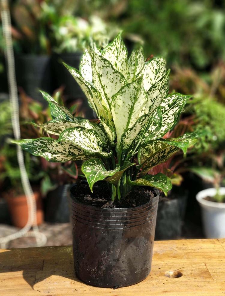 Cây Ngọc Ngân phù hợp nhiều không gian