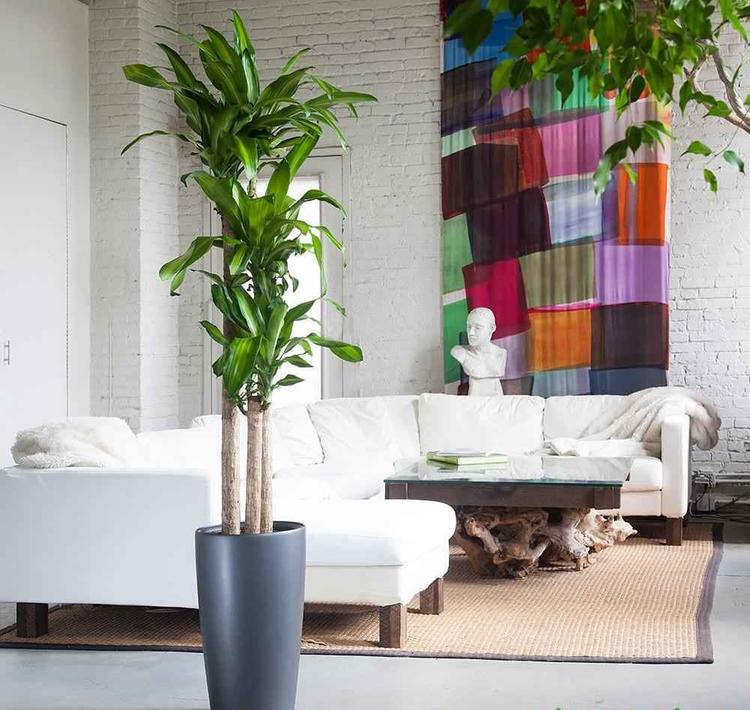 Cây Thiết Mộc Lan