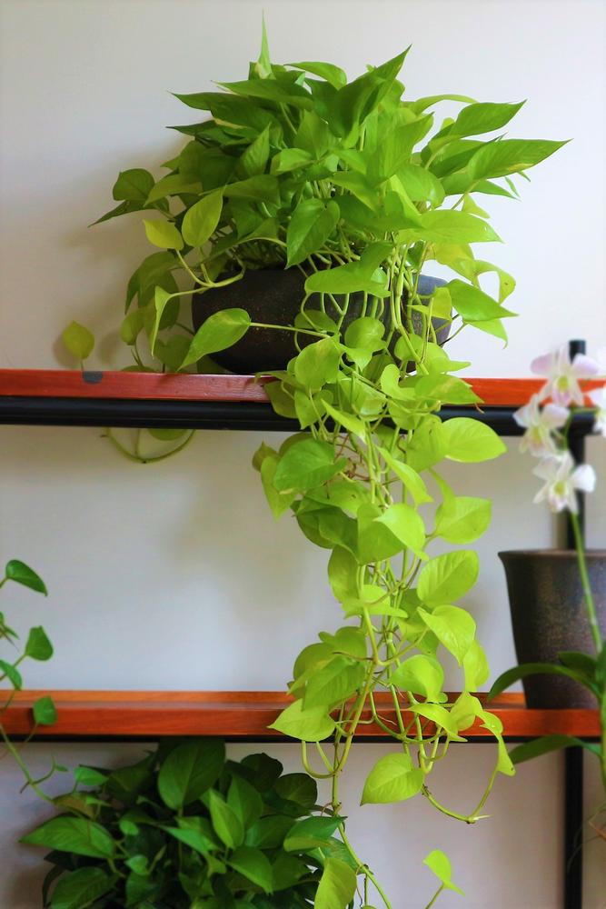 Cây Trầu Bà Vàng