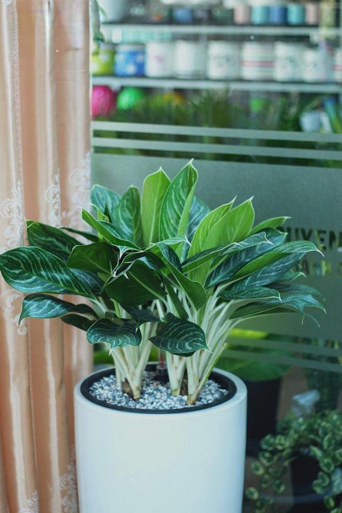 Cây Bạch Mã Hoàng Tử